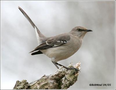 Northern MockingBird