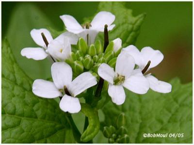 Garlic Mustard