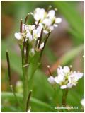 Pennsylvania Bittercress