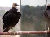 Turkey Vultures