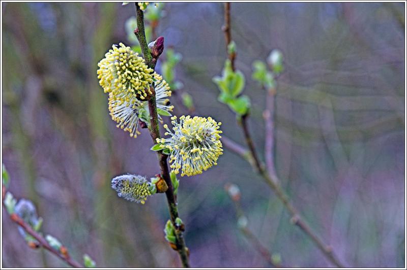 Blossom Detail