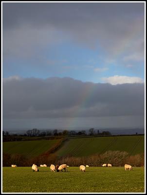 Rainbow and sheep