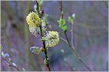 Blossom Detail