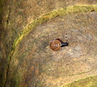 A snail to watch while waiting