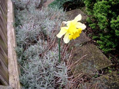 One daffodil in their front garden
