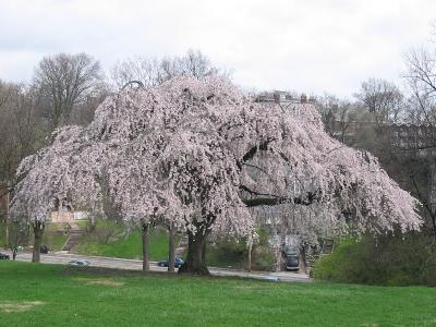 My favorite tree in the spring - in the triangle of park north of the Victory Parkway Bridge: 04/07/2005