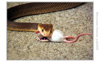 Snake eats mouse2