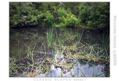 Reeds in Lake