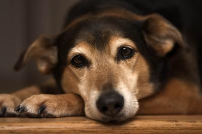 Buddy (8251)