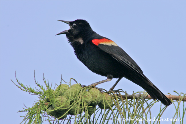 Red-Winged Blackbird