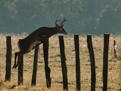 S Buck Jumping DSC_8416.jpg