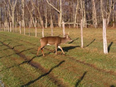 a JPG Lines  Deer P1097890.jpg