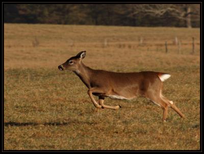 JPG CSB Doe Run DSC_8655.jpg