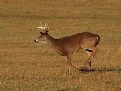 JPG CS Buck Chase DSC_8664.jpg