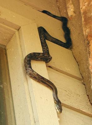 snake43.jpg