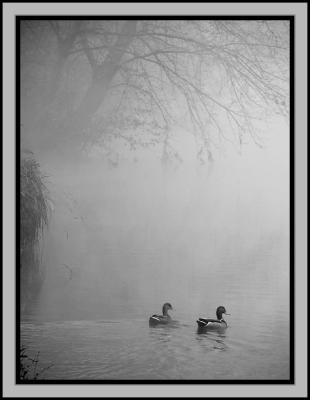 PS B&W Foggy Ducks.jpg