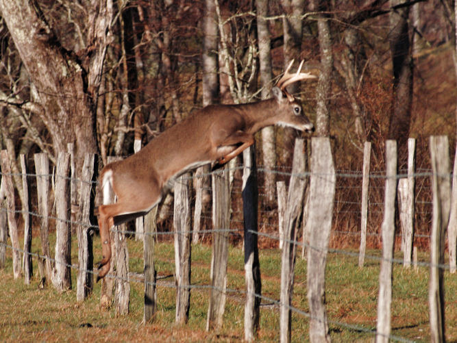 S Buck Jump DSC_8428.jpg