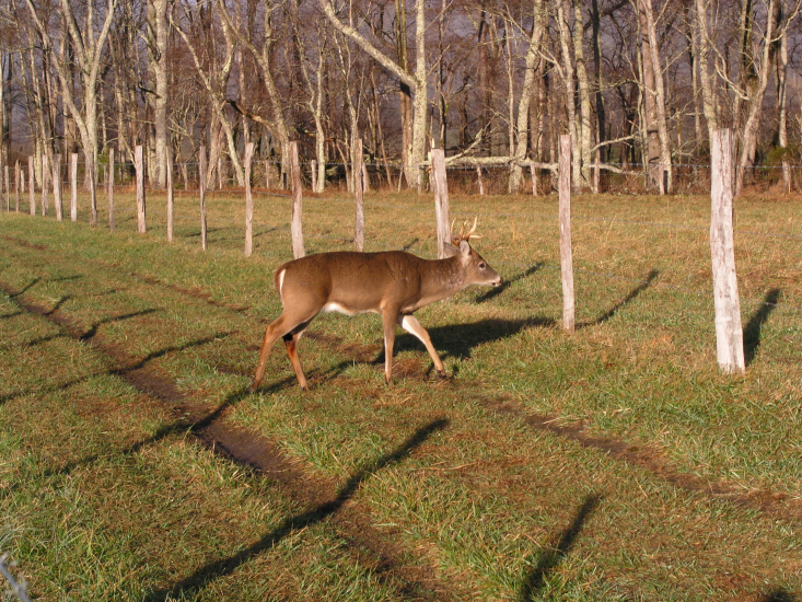 a JPG Lines  Deer P1097890.jpg