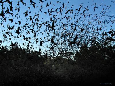 Bat Congestion