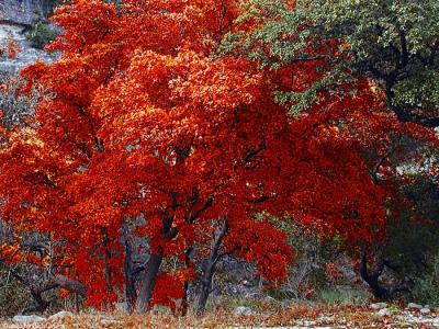 Red Meets Green