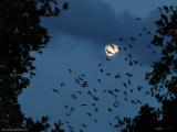 Moon Bats