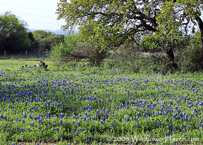 Willow City Loop - 4/4/2005