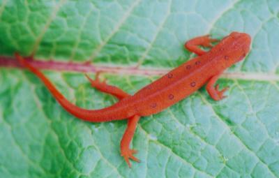 Salamander on Dock Leaf EN tb0405.jpg