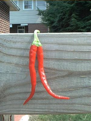 Mutant Peppers from West Virginia
