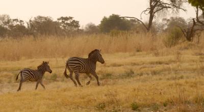 u14/rikwall/medium/38709085.MotherandcoltontherunLinyantiBotswana.jpg