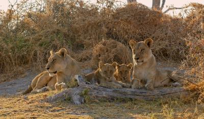 u14/rikwall/medium/38709086.MothersandcubsVumburaBotswana.jpg