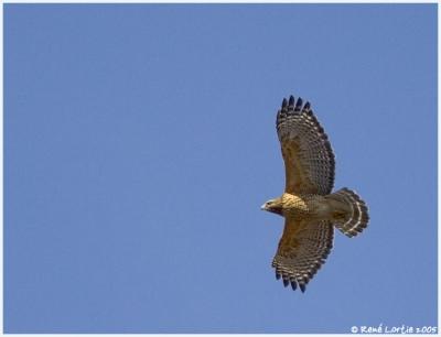 Buse  paulettes  / Red-Shouldered Hawk