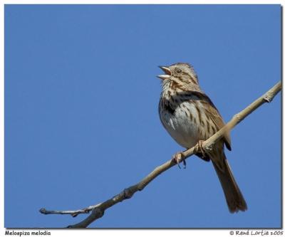 Bruant chanteur / Song Sparrow