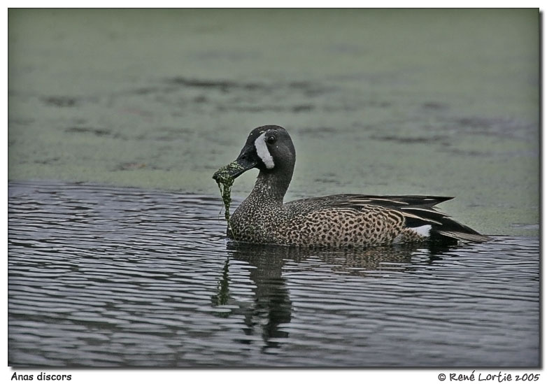 Sarcelle  ailes bleues / Blue-Winged Teal