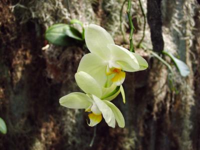 Orchids005.jpg