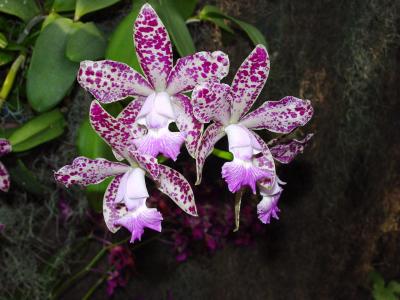 Orchids006.jpg