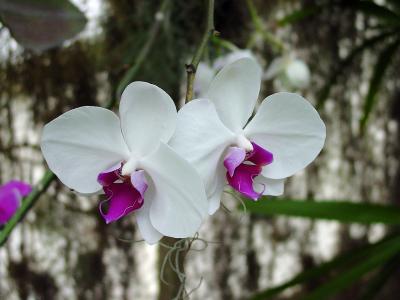 Orchids010.jpg