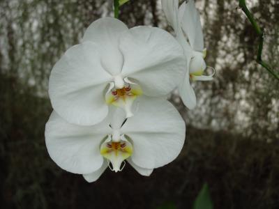 Orchids013.jpg
