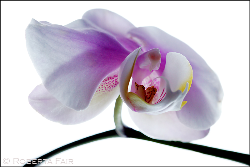 Orchid