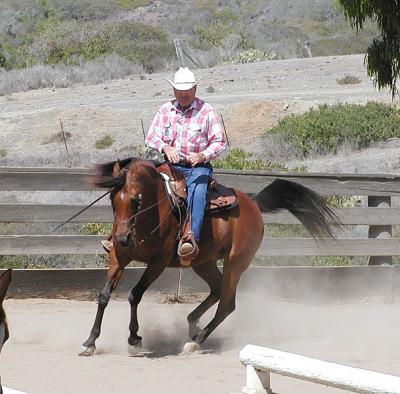 Arabian horse shows off at Wrigley Ranch