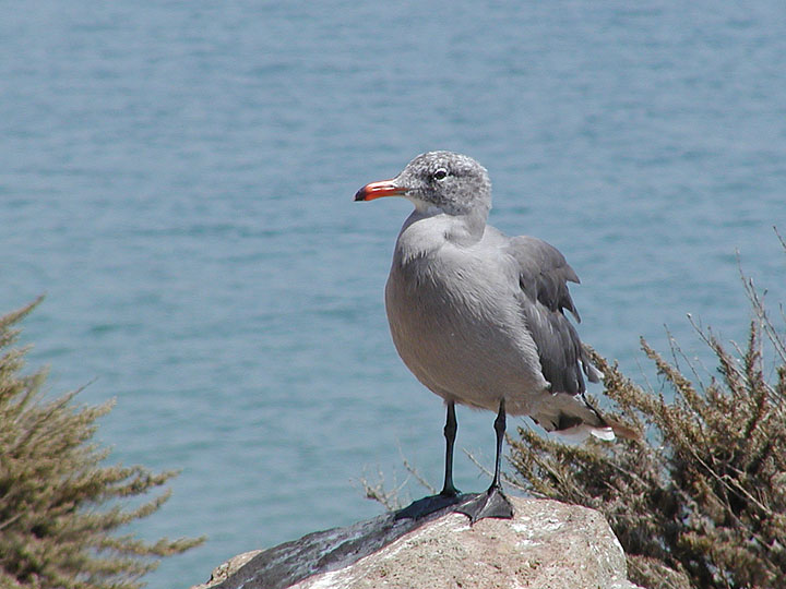 Photographers dream, neutral gray seagull