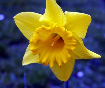 Daffodill
