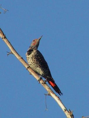 Northern Flicker lit by the setting sun.
