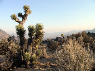 Joshua Tree at Walker Pass