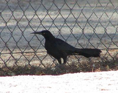 Great-tailed Grackle : Quiscalus mexicanus