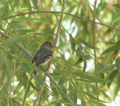 Western Flycatcher