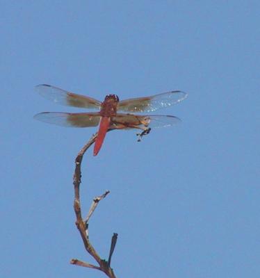 male Flame Skimmer Dragonfly
