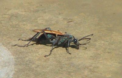 Tarantula Hawk