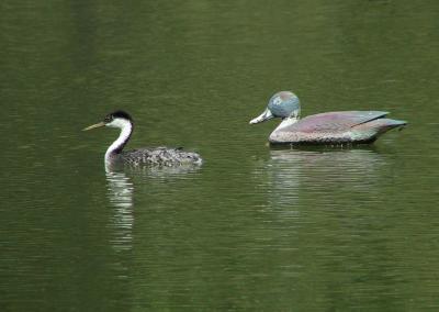 One of these birds is not real ;-)