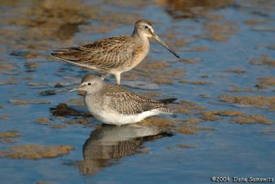 Dowitcher and Lesser Yellowleg 9464.jpg