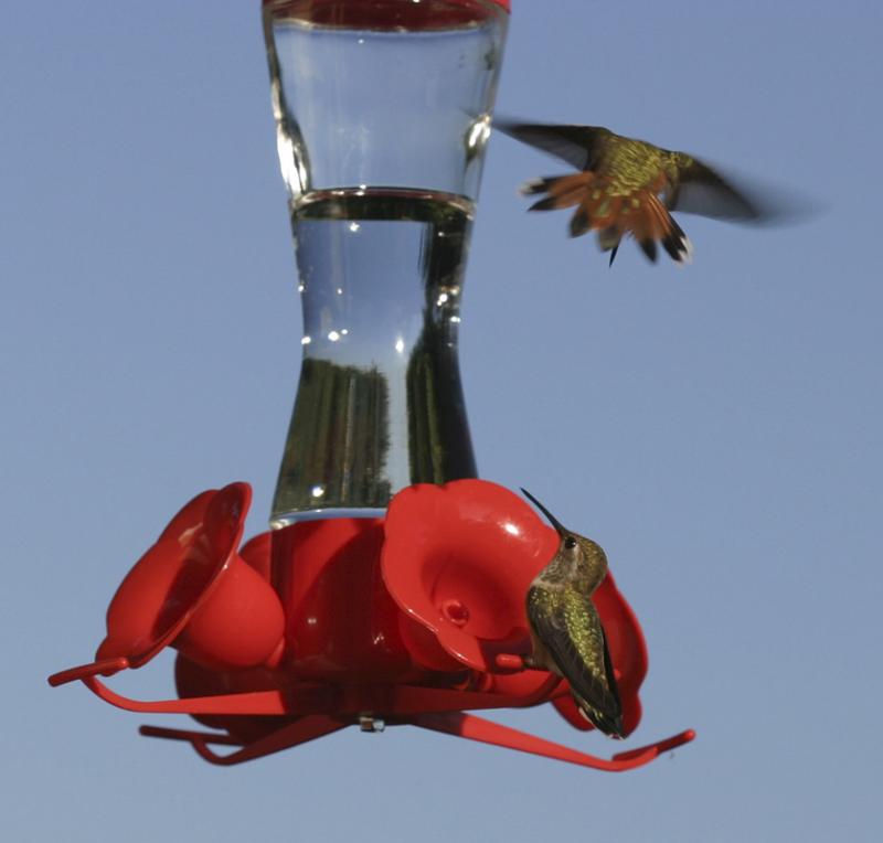 Rufous Hummingbirds